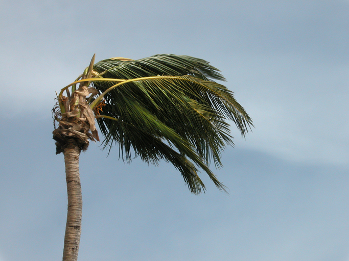 Tree blown by wind